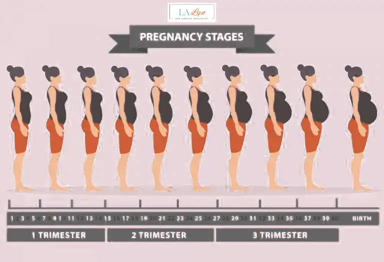 First Trimester (Weeks 1–12): Early Changes You Might Not Notice Wilmslow